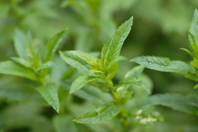 Natural Peppermint Essential Oil