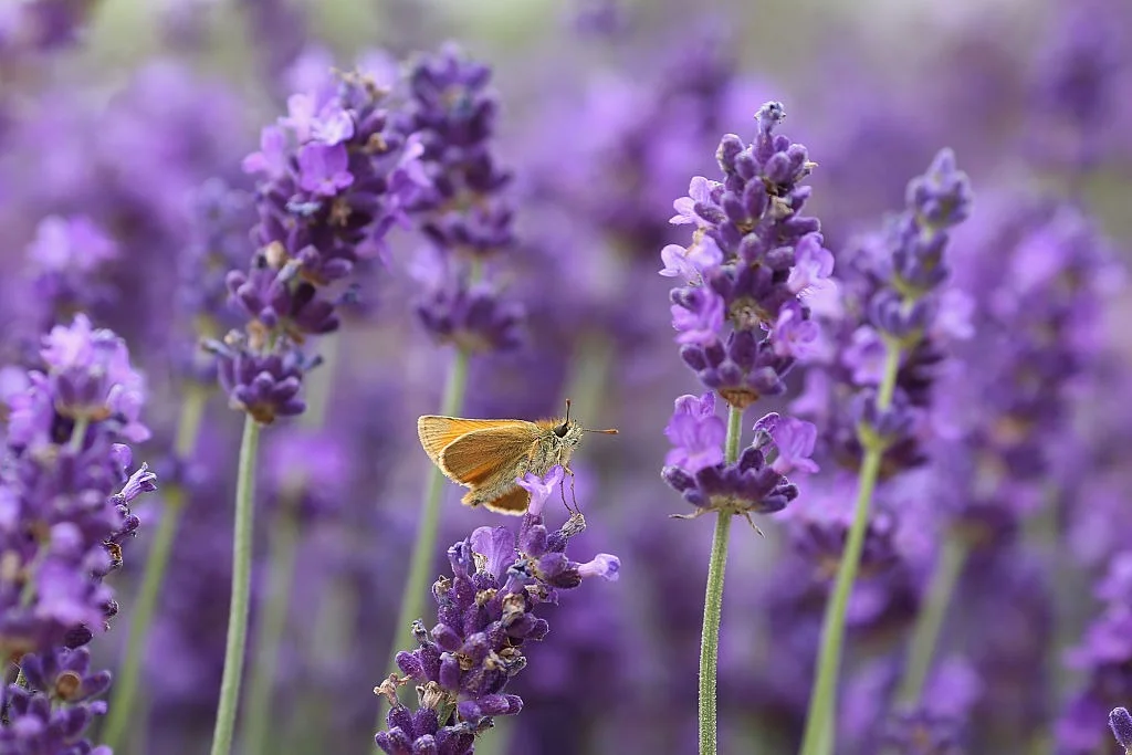 Pure Lavender Essential Oil