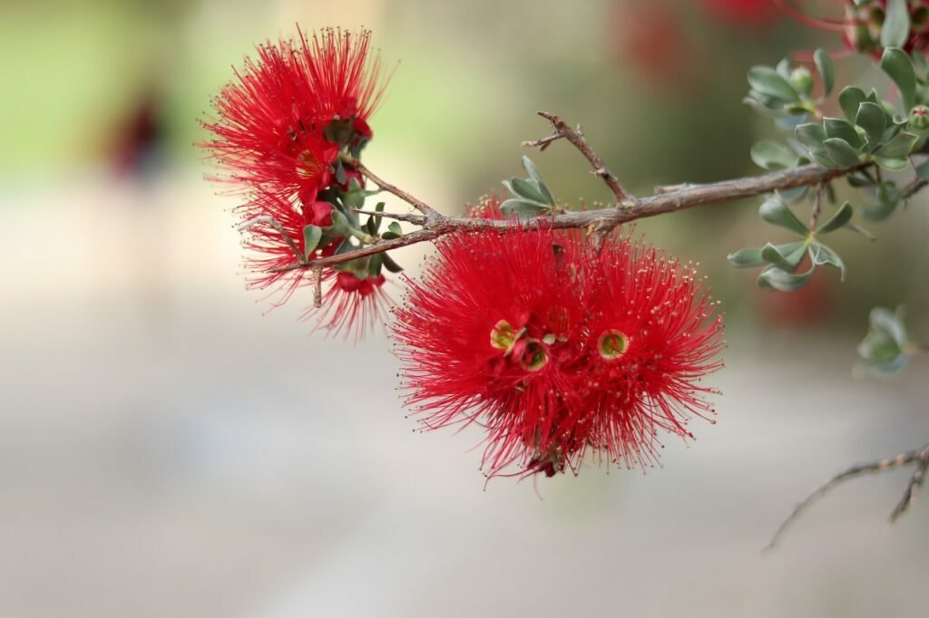 granite kunzea, crimson, bottlebrush-4545828.jpg