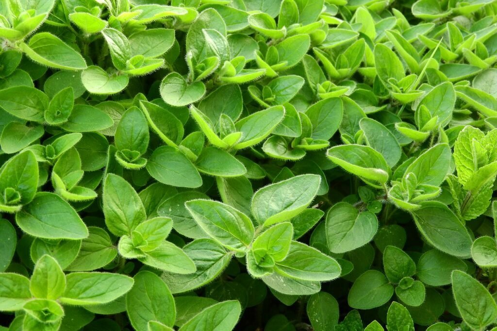marjoram, cooking, herbs in the kitchen-2370814.jpg