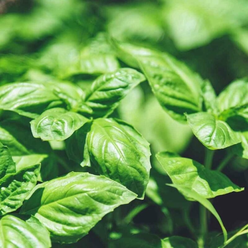 Aromatic Basil Essential Oil